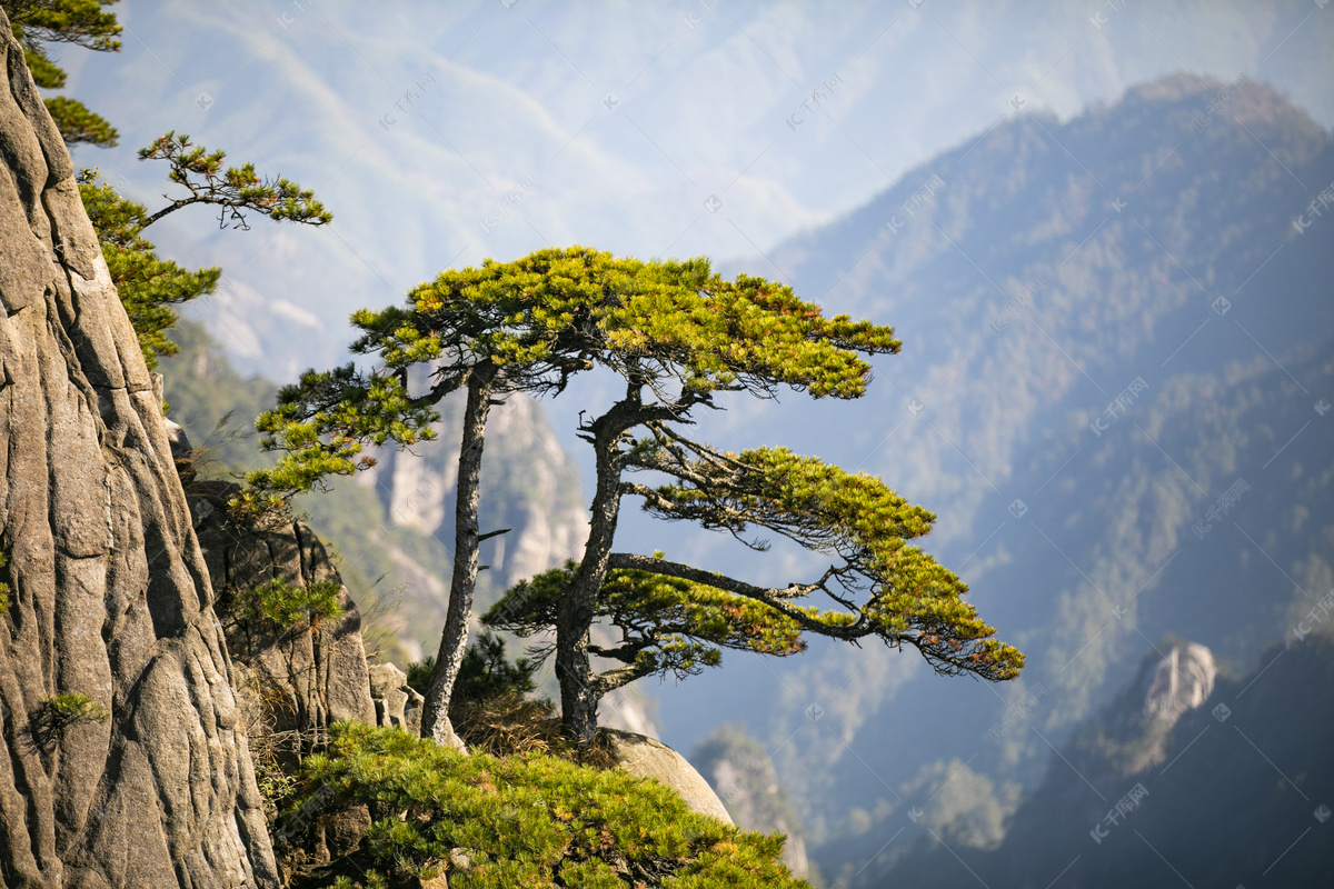 黄山植物松树摄影图高清摄影大图-千库网