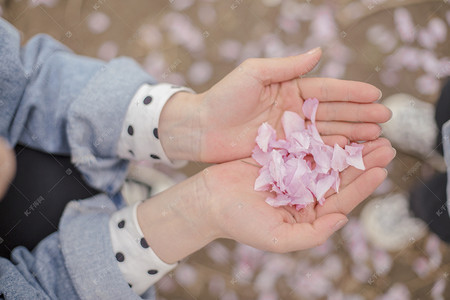 手捧玉渊潭的樱花瓣