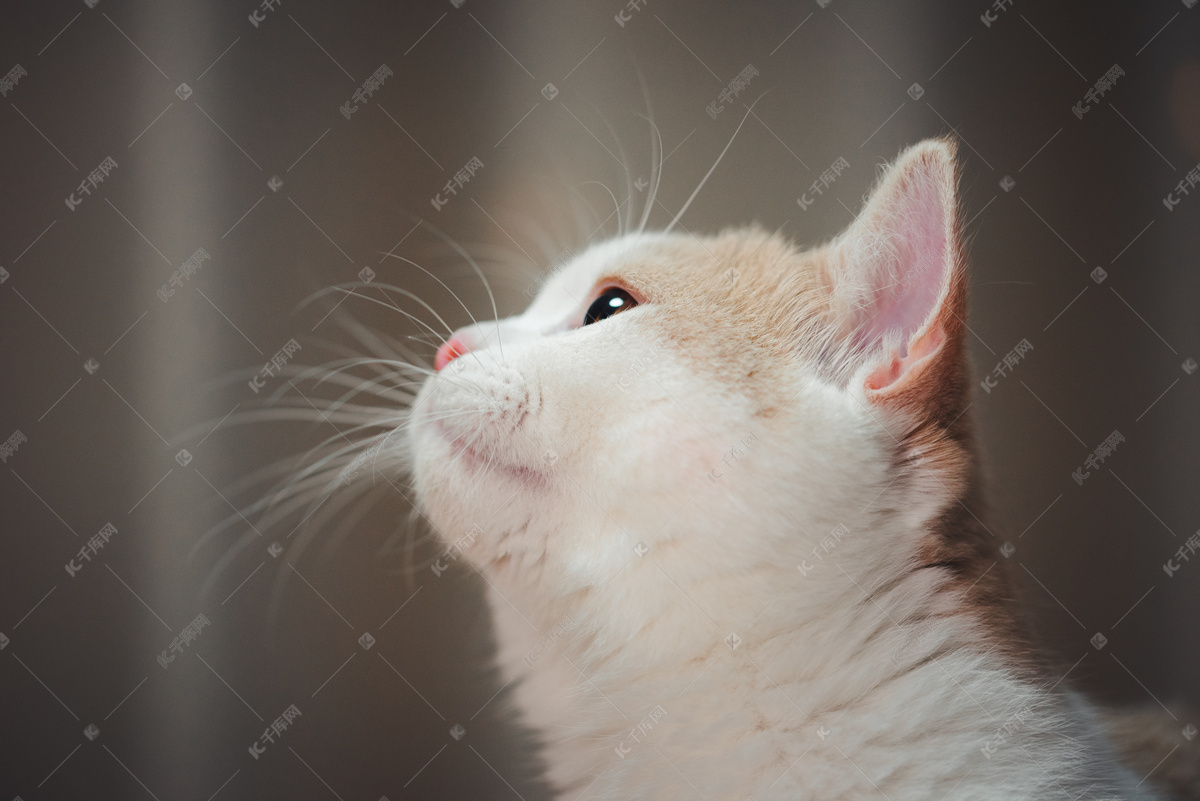 在思考的猫背影高清图片-千叶网