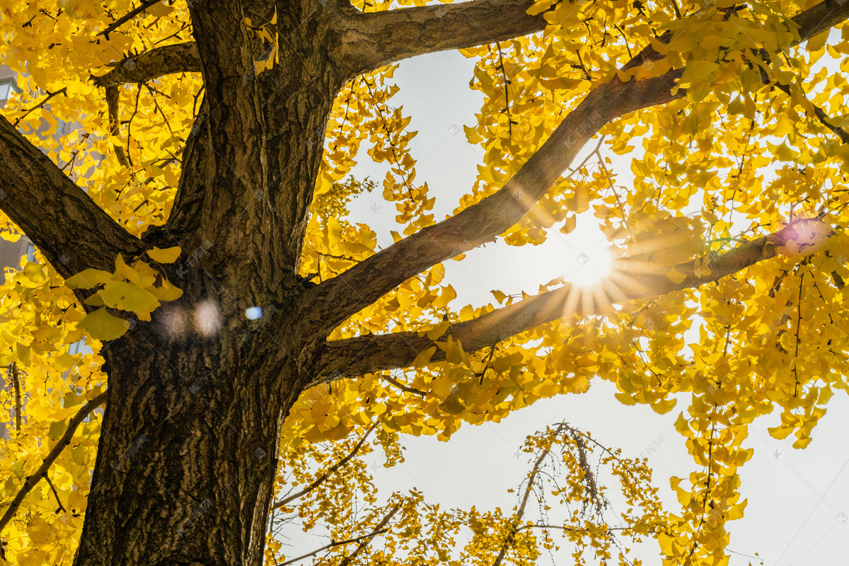 秋天黄色银杏树林图片素材_免费下载_jpg图片格式_VRF高清图片500714708_摄图网