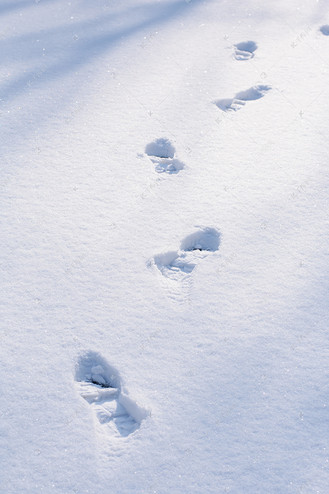 获奖雪景脚印图片图片