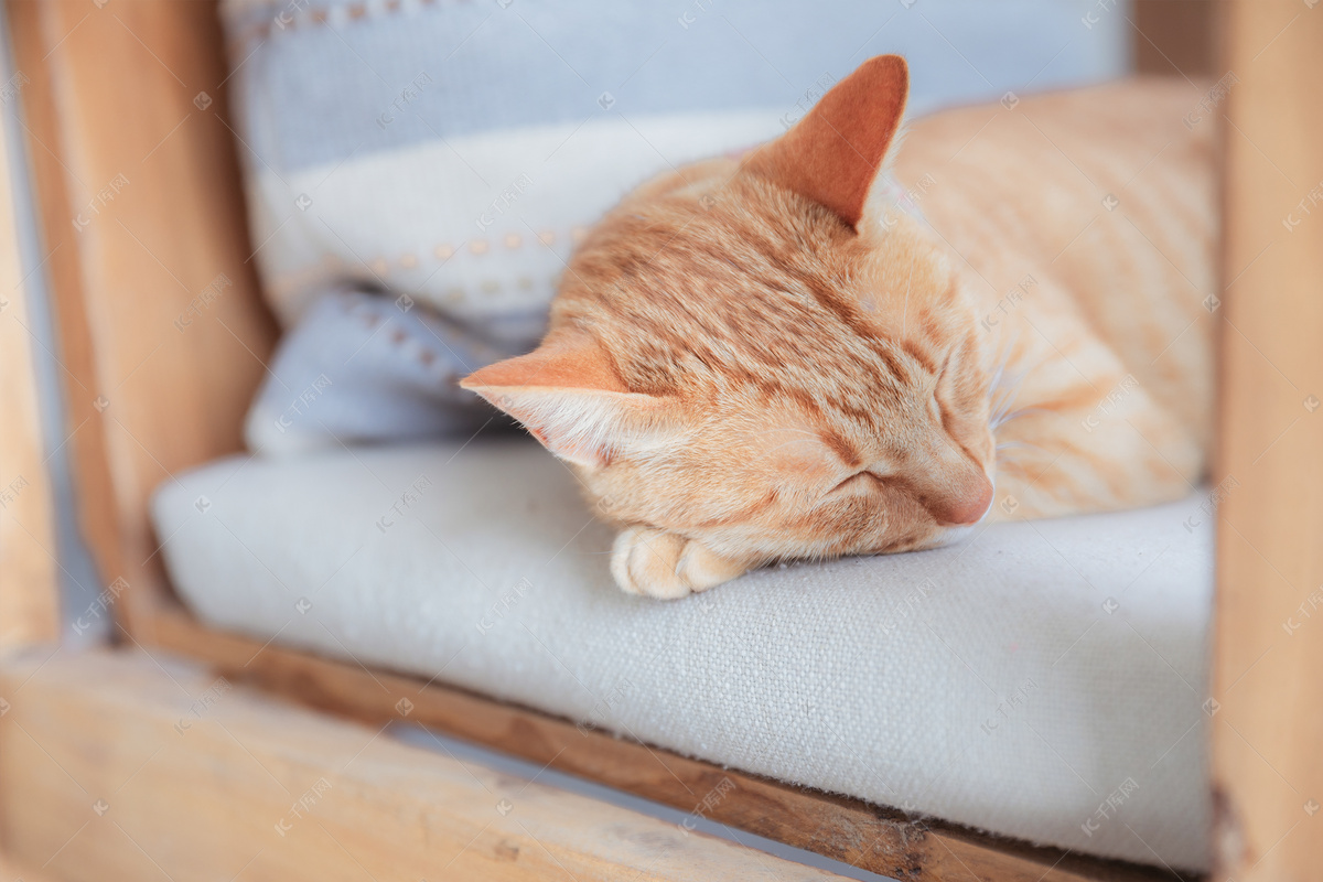 猫 休息 睡眠 猫4K壁纸壁纸(动物静态壁纸) - 静态壁纸下载 - 元气壁纸
