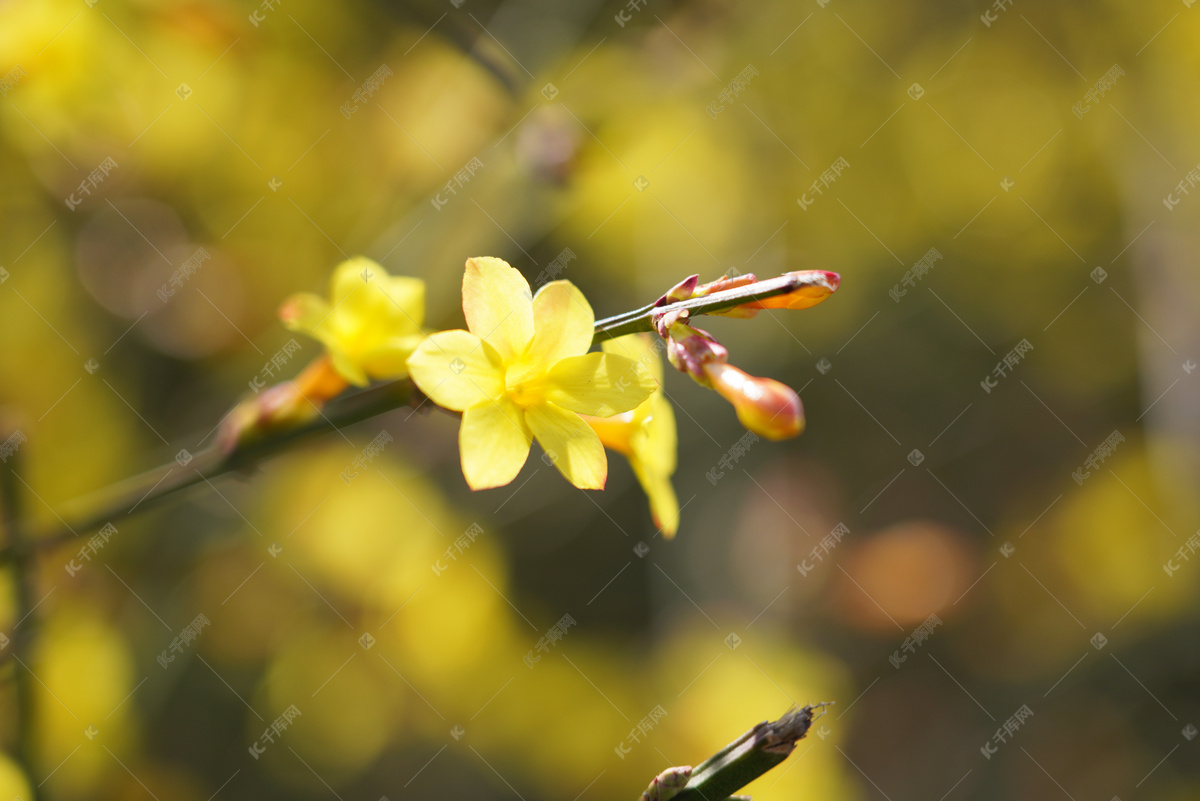 初春自然风景花朵摄影图高清摄影大图-千库网