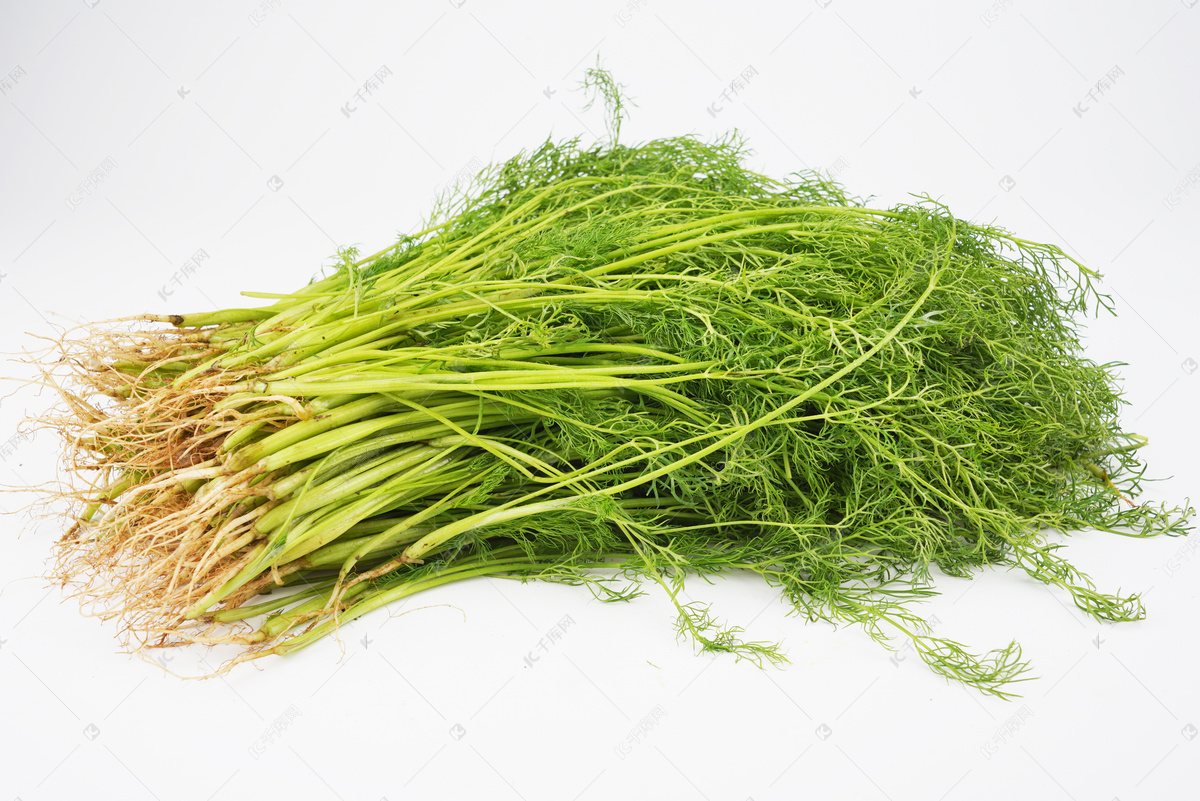 茴香-中国蔬菜作物-图片