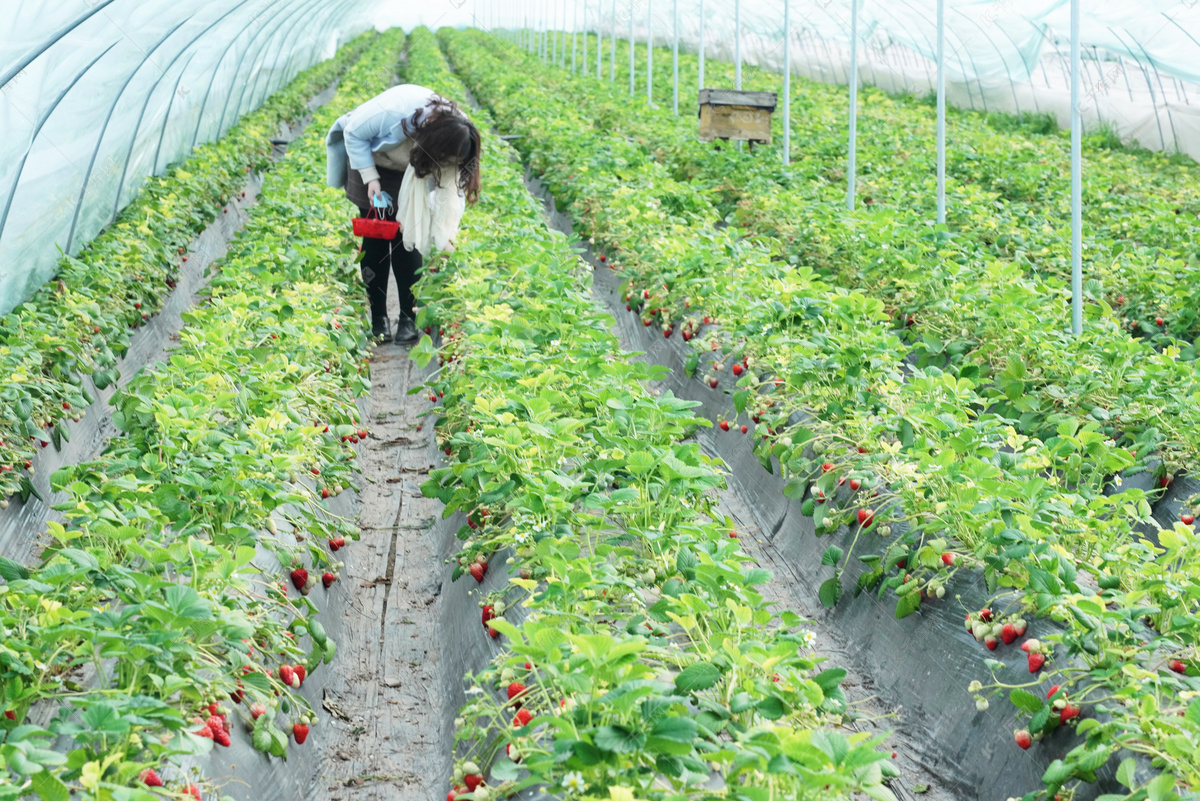 国外温室种植草莓从育苗移栽到采收加工全过程_哔哩哔哩_bilibili