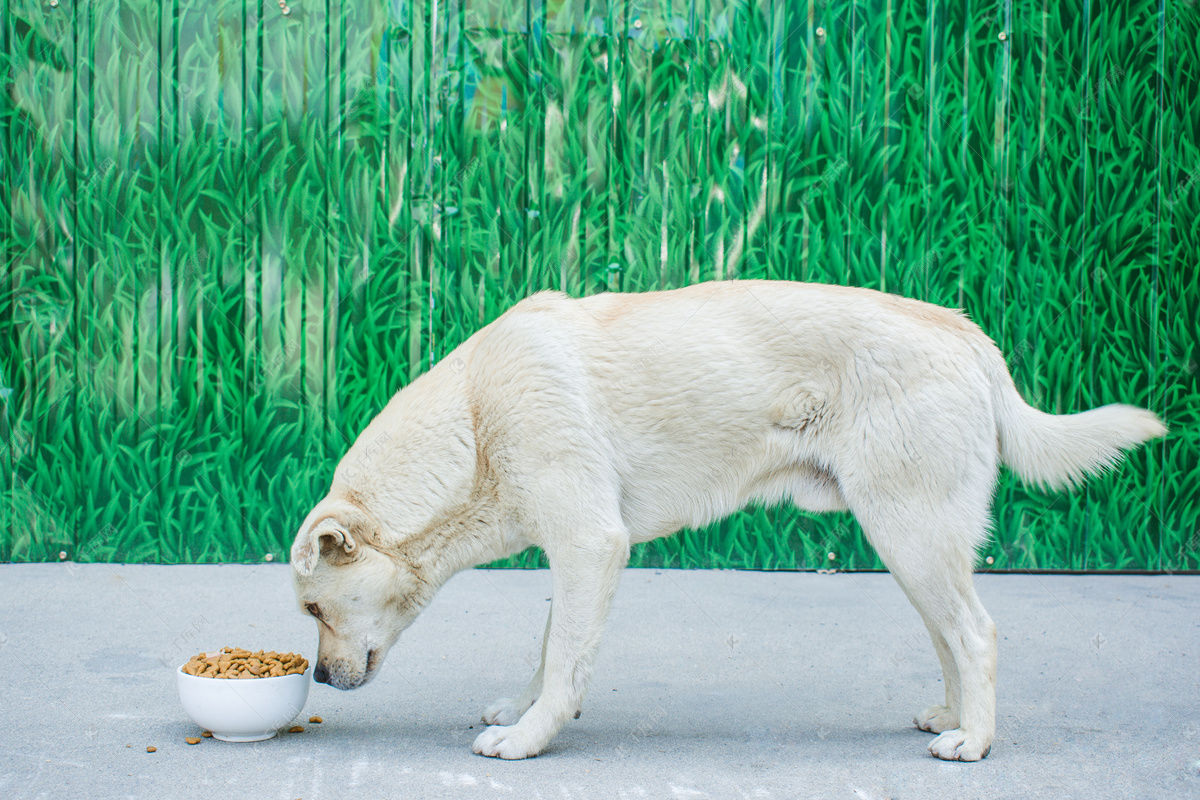 宠物的食物环境过敏-2大过敏原因之二 – 猫狗宠物生病在线问诊咨询