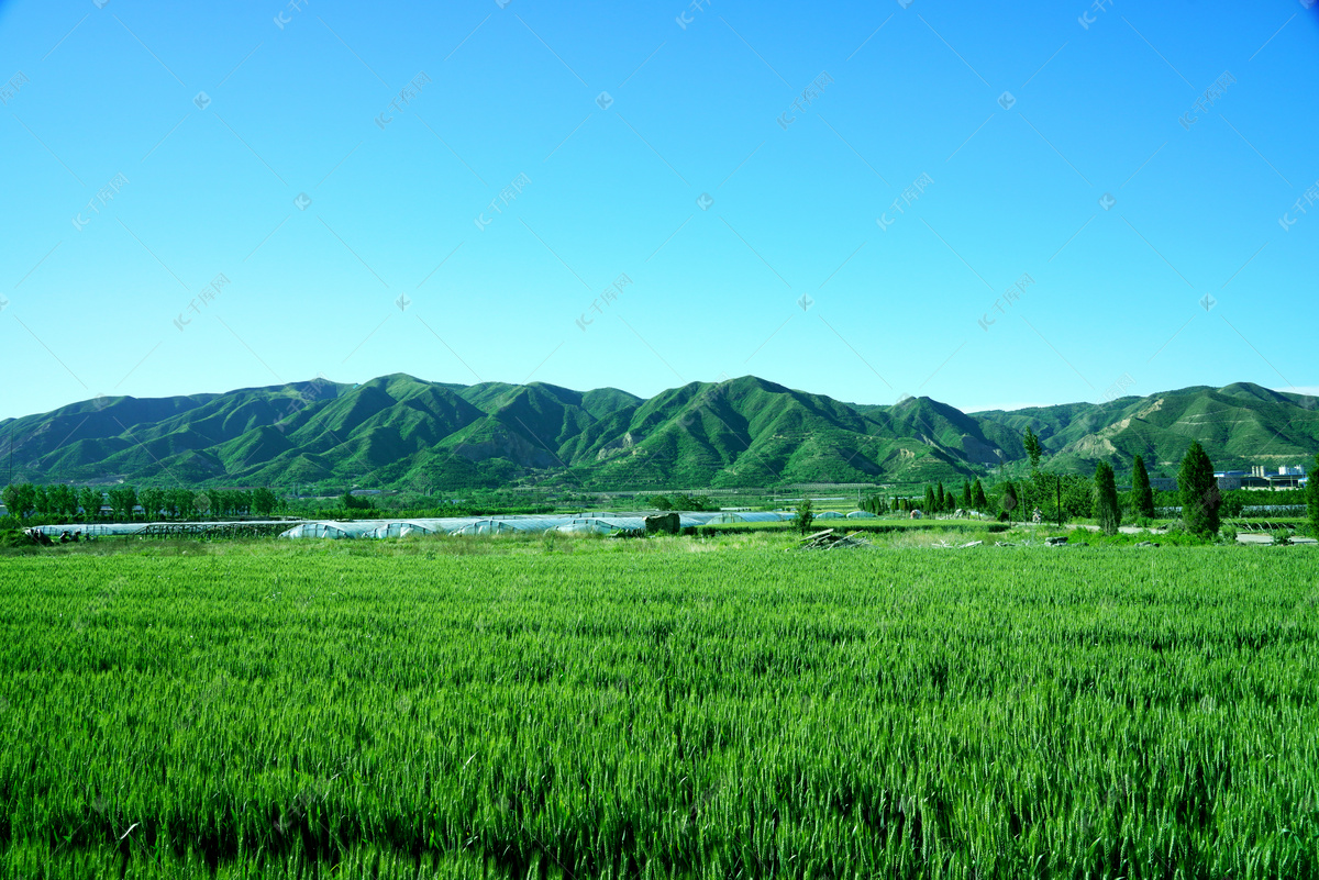新疆水稻田风景|摄影|风光摄影|AugusPang - 原创作品 - 站酷 (ZCOOL)
