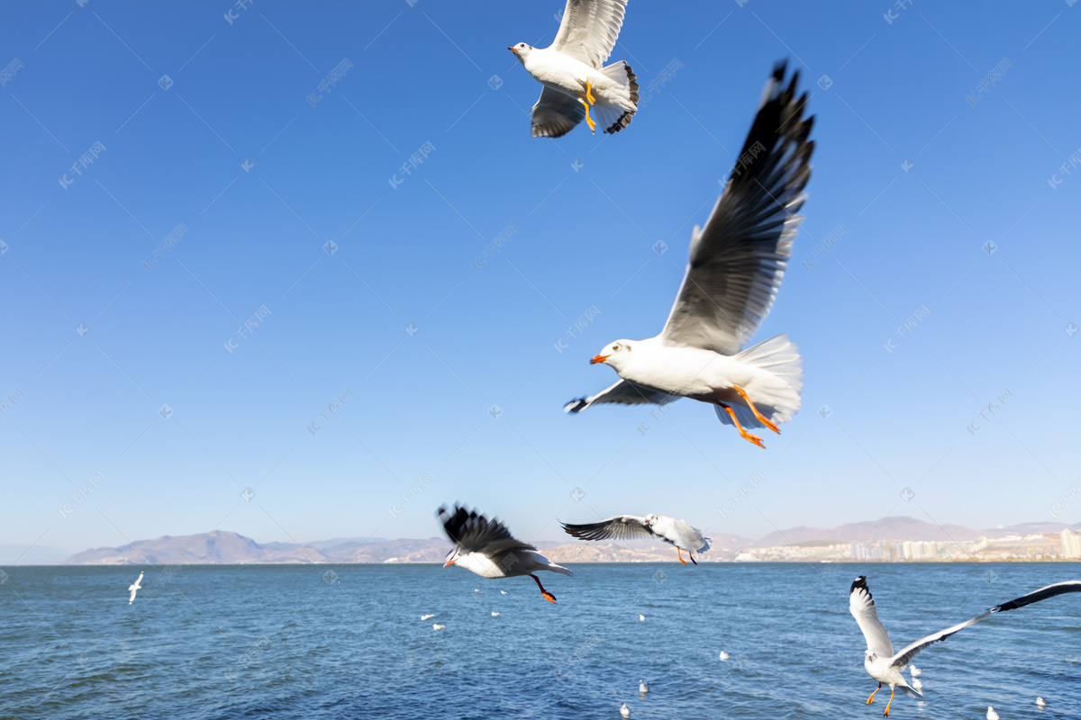 大海湖泊海鸥喂食摄影图高清摄影大图-千库网