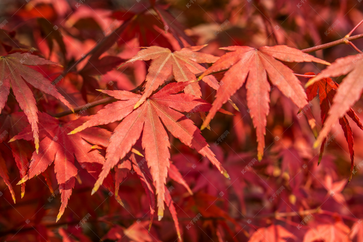 秋天公园中的红色枫叶图片素材_免费下载_jpg图片格式_VRF高清图片500692195_摄图网