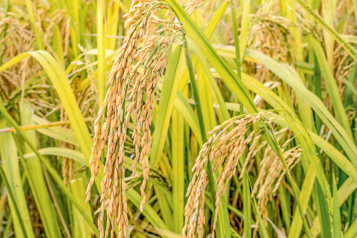 水稻是怎样种出来的？ - 知乎