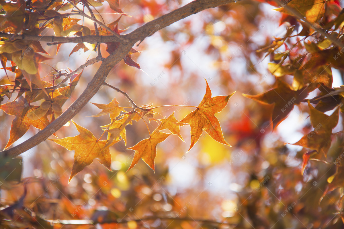 枫树林里秋天的落叶高清图片下载-正版图片500512185-摄图网