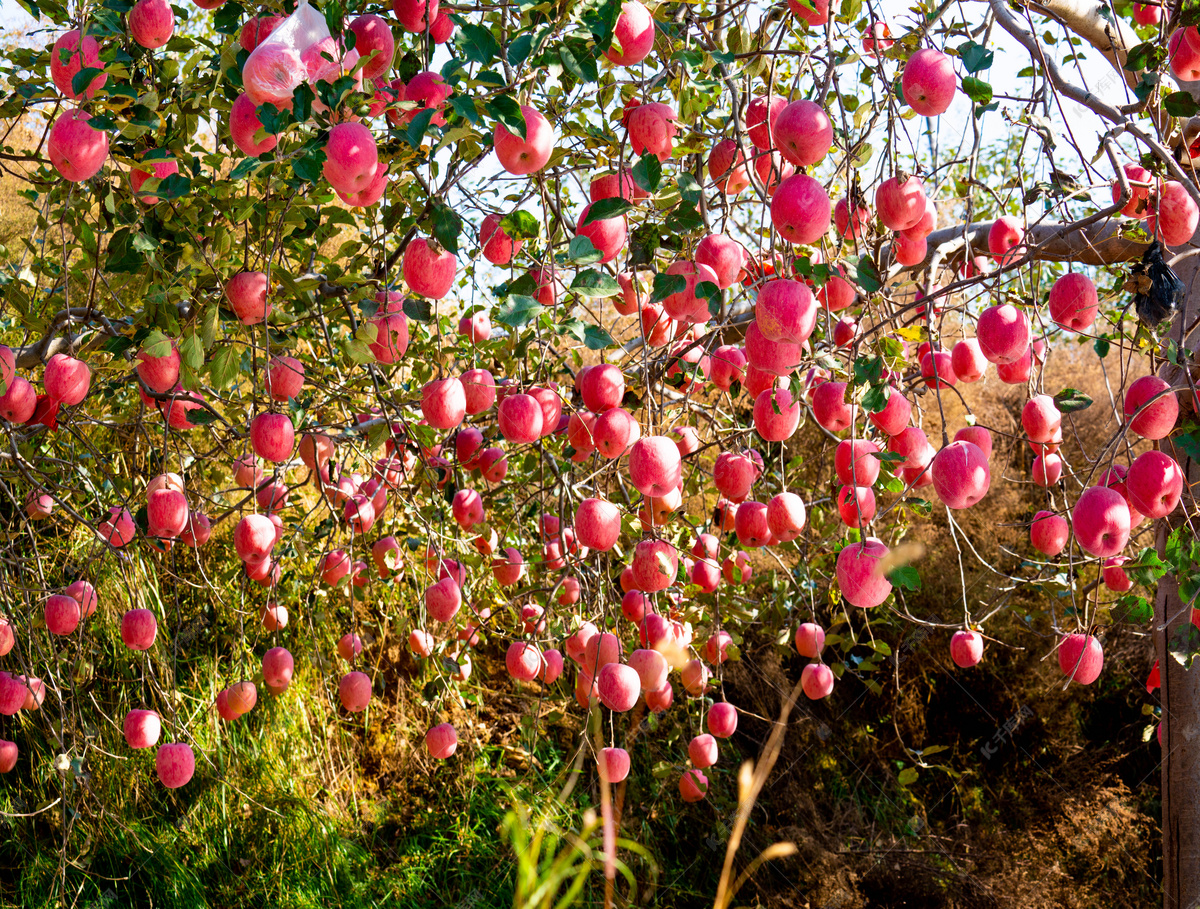 红苹果果树树枝摄影图高清摄影大图-千库网
