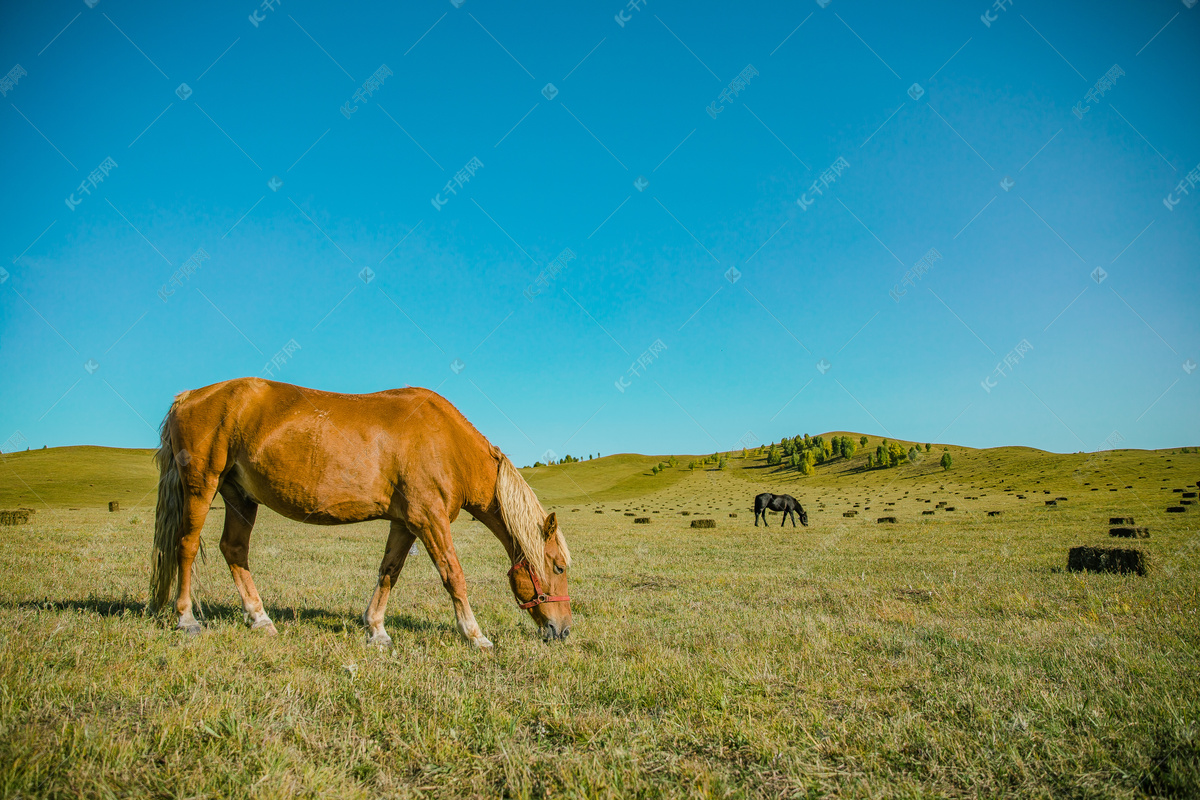 草原马的图片大全大图,红运当头马的头像,马在草原的风景图片(第4页)_大山谷图库