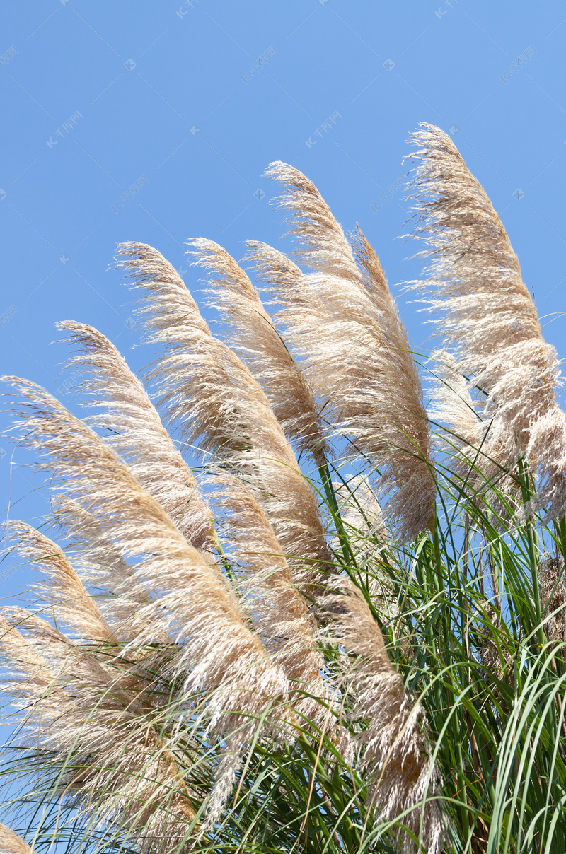 芦苇成片红木装点 台儿庄运河湿地如诗如画