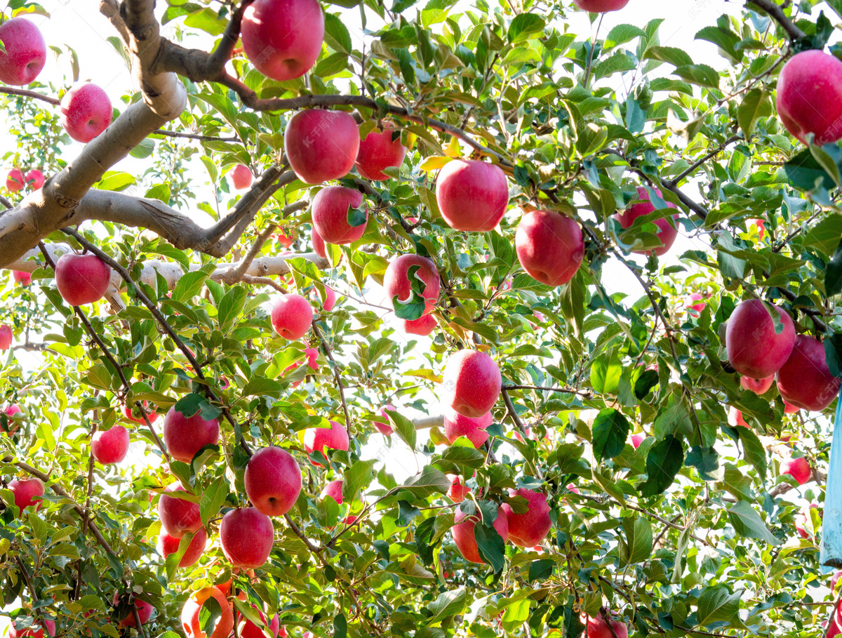 秋季苹果树摄影图高清摄影大图-千库网