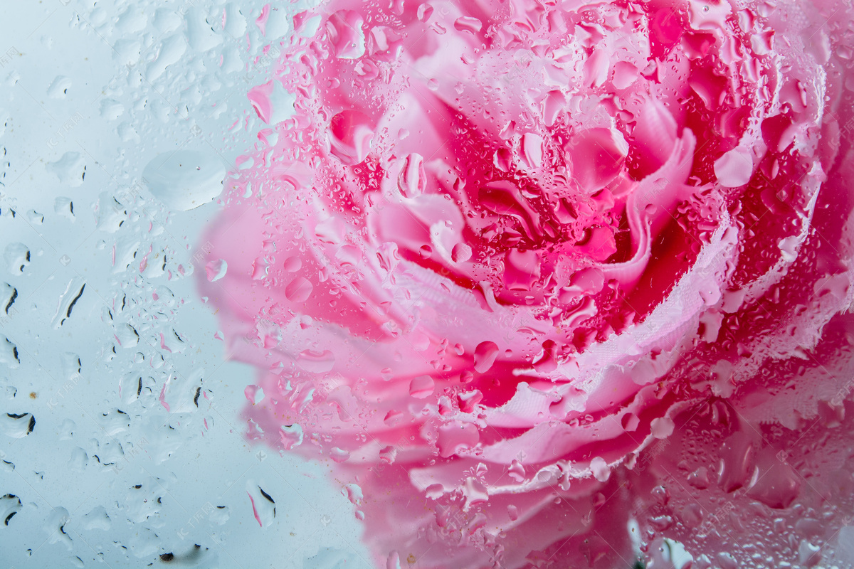 鲜花水滴摄影图