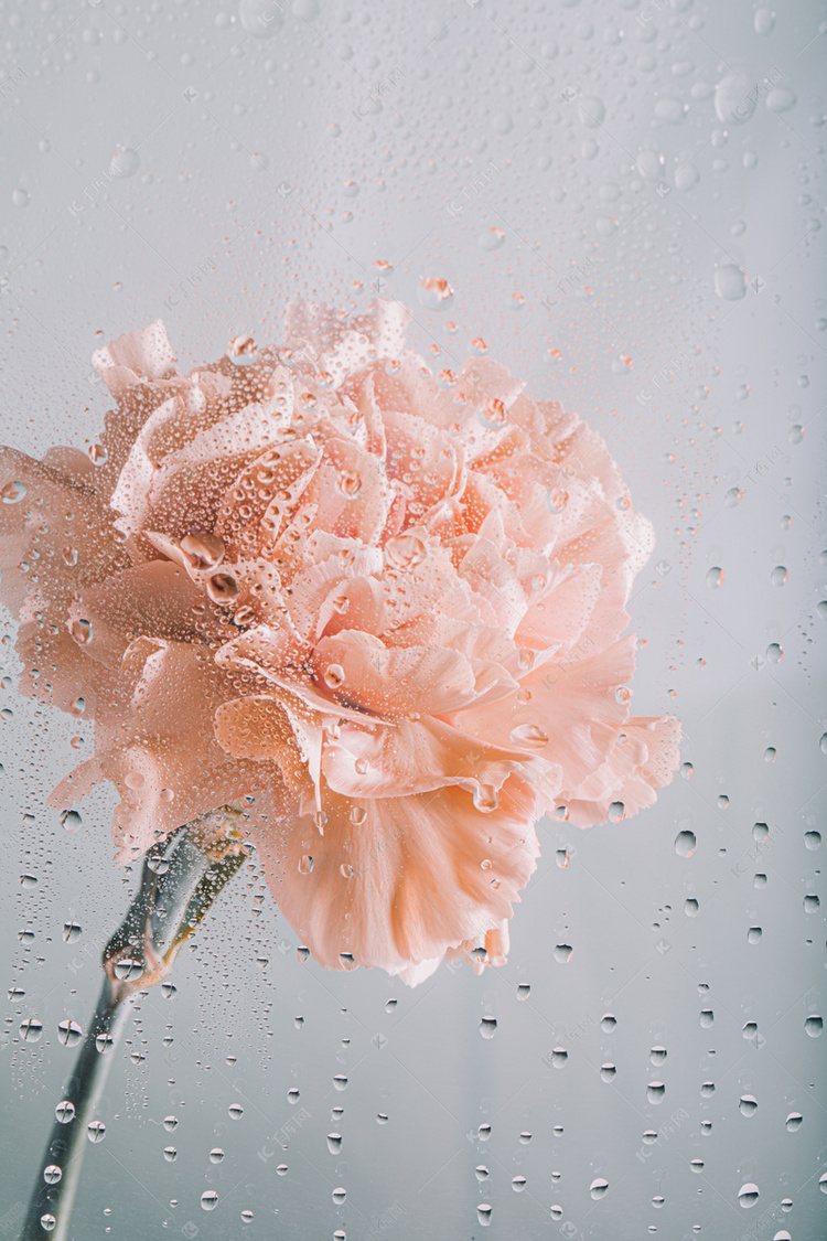 文艺鲜花花朵水雾玻璃摄影图