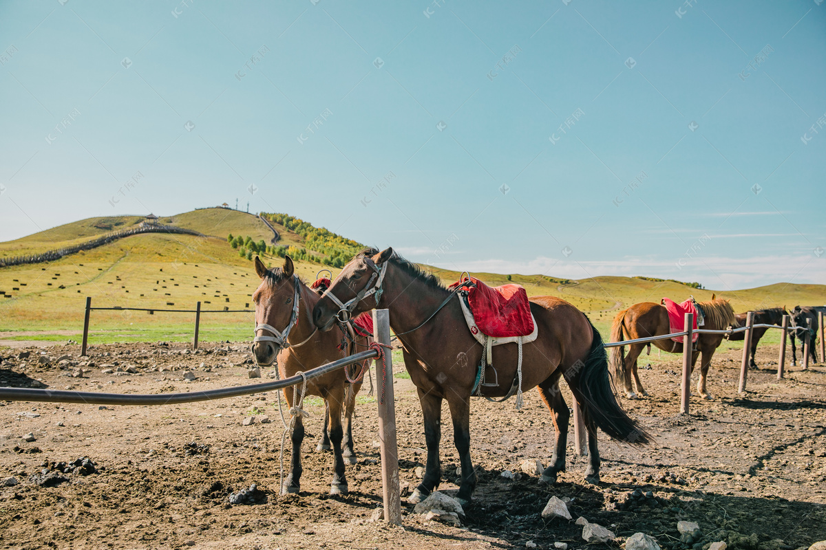 蒙古草原上的骏马高清图片下载-正版图片500630485-摄图网