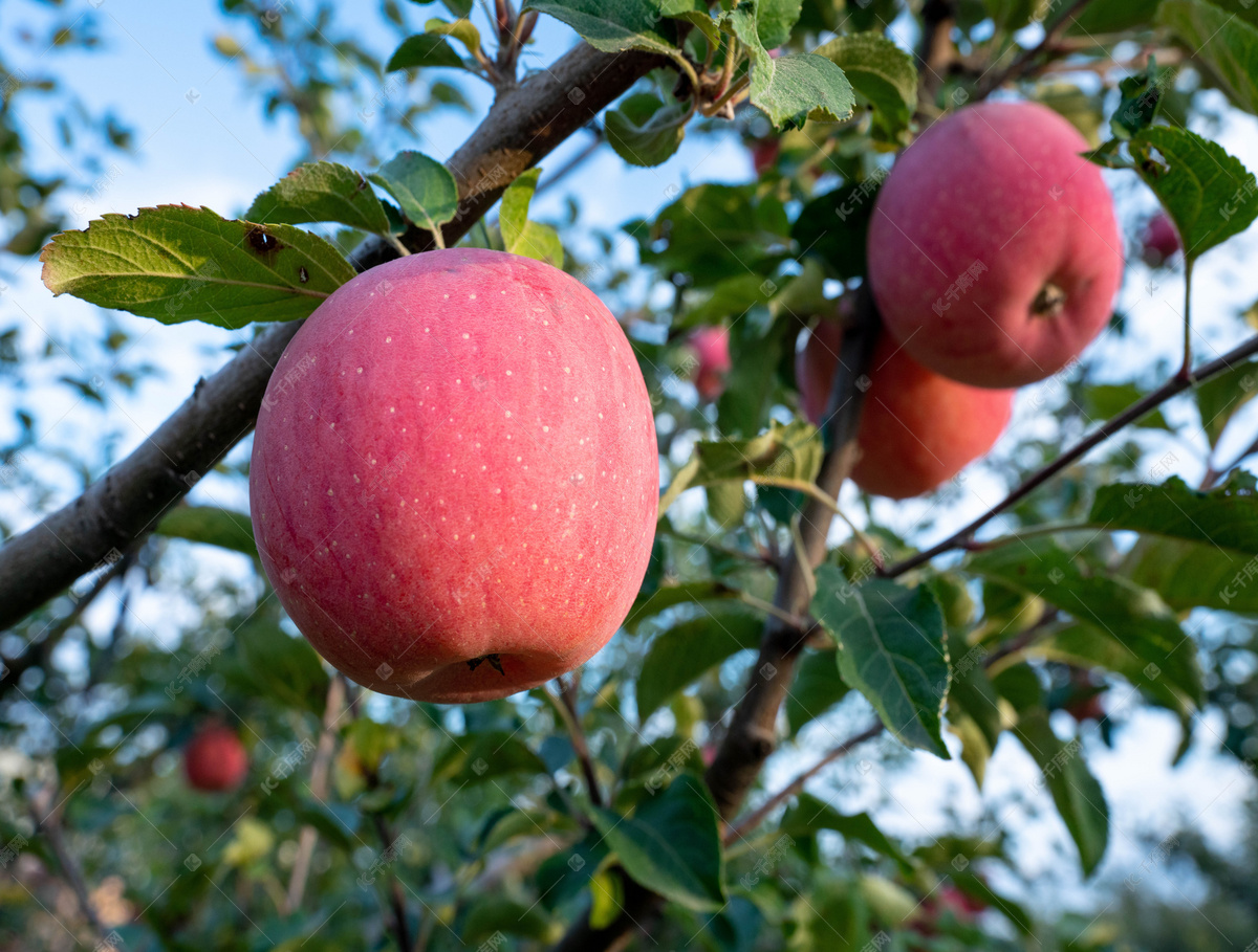 苹果水果蔬果高清摄影大图-千库网