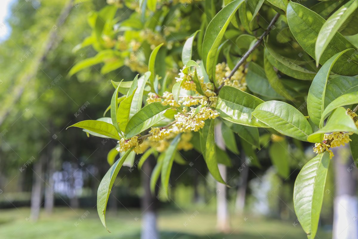 秋季桂花树摄影图