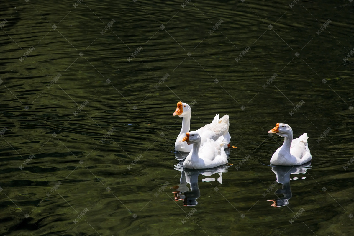 我的家乡河南三门峡湿地公园白天鹅实拍简修感谢周师傅|摄影|动物|河南峰哥 - 原创作品 - 站酷 (ZCOOL)