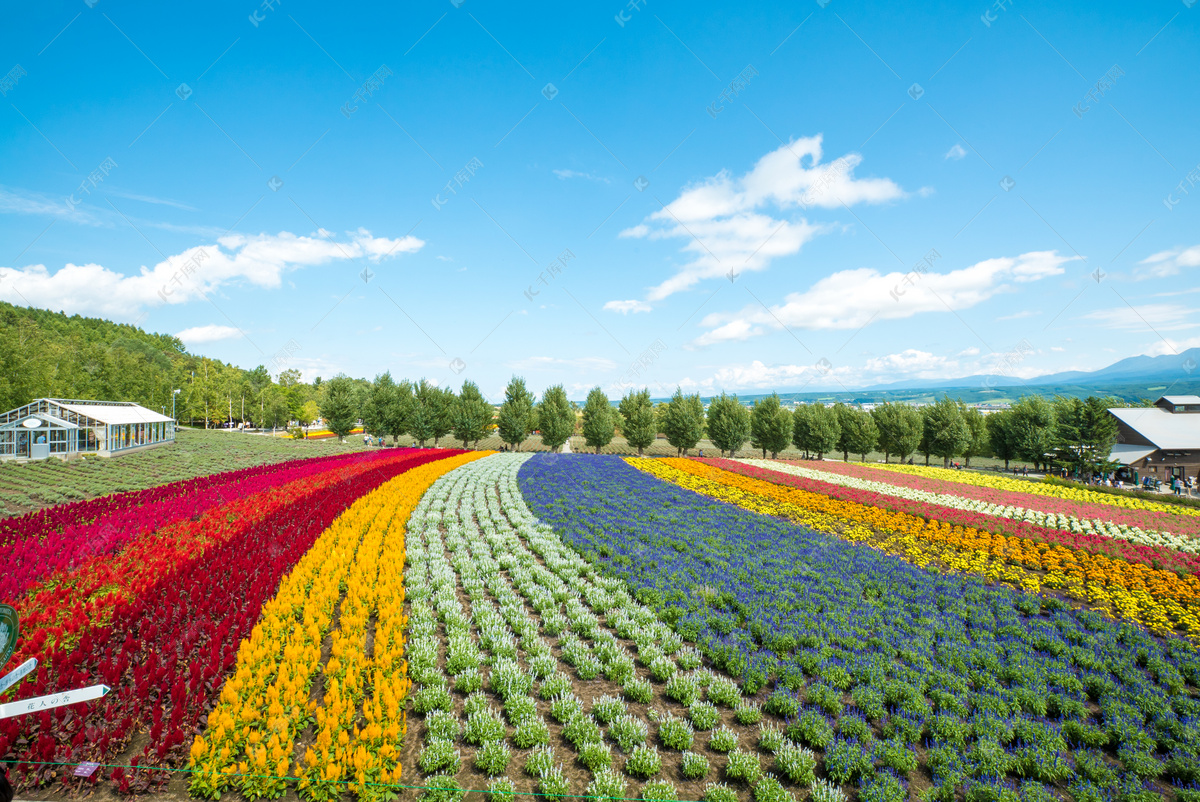 【彩虹夏日·最美花田】日本北海道5天4晚·富良野花田跟拍+美瑛青池+拼布之路+积丹半岛绝景&玻璃船海底漫步+喂食海鸥+洞爷湖温泉&烟花盛典+小 ...