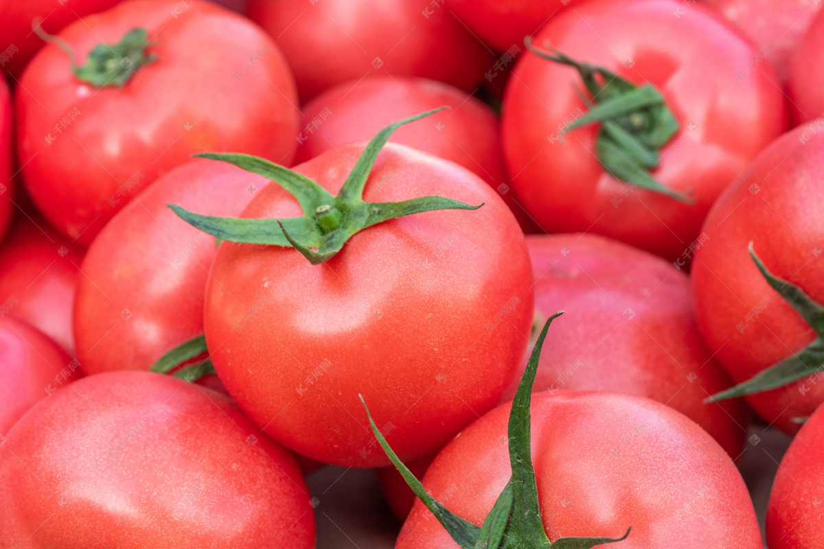你见过几种番茄? 荷兰番茄种植网络tomatoworld访问 - 知乎
