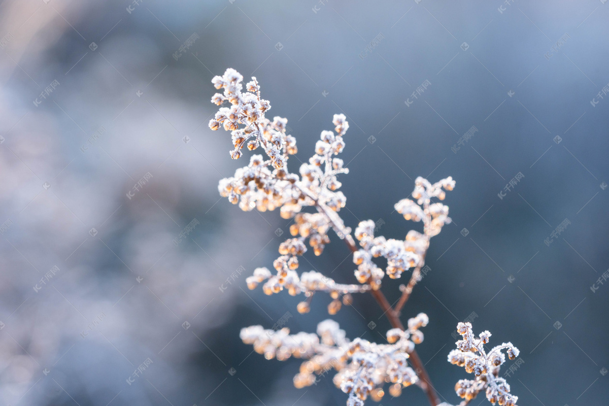 冬季冬天落霜植物高清摄影大图-千库网