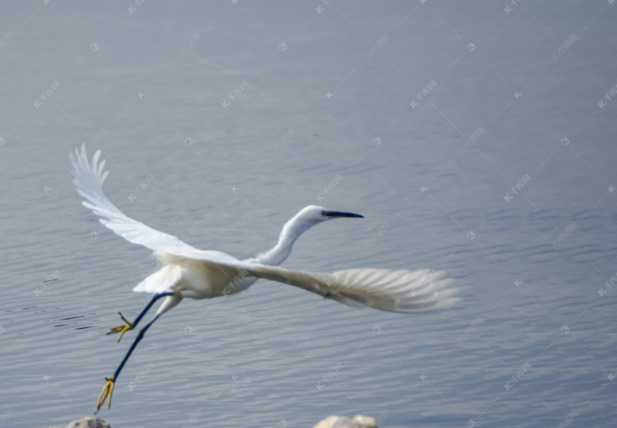 鹭鸟白天一只白鹭湖边觅食摄影图配图高清摄影大图-千库网