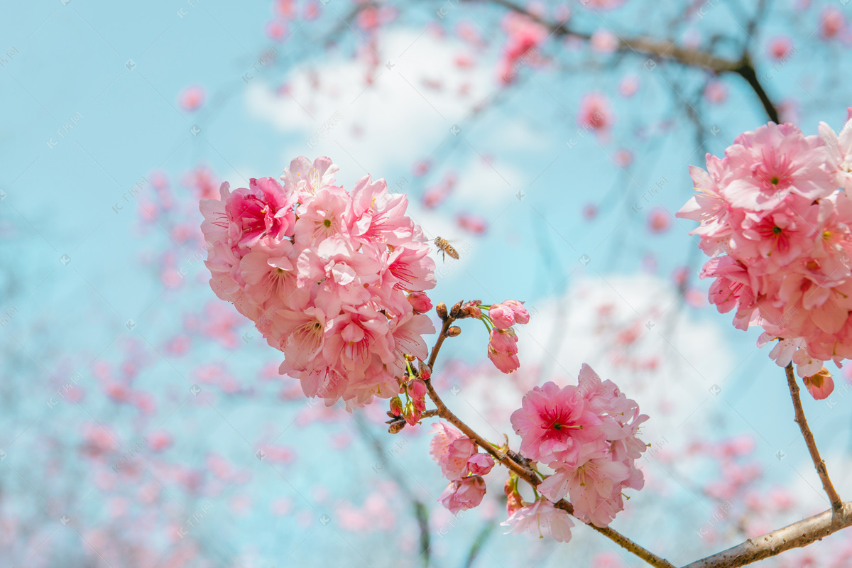 樱花桌面壁纸高清 花卉特写照片壁纸(小清新静态壁纸) - 静态壁纸下载 - 元气壁纸