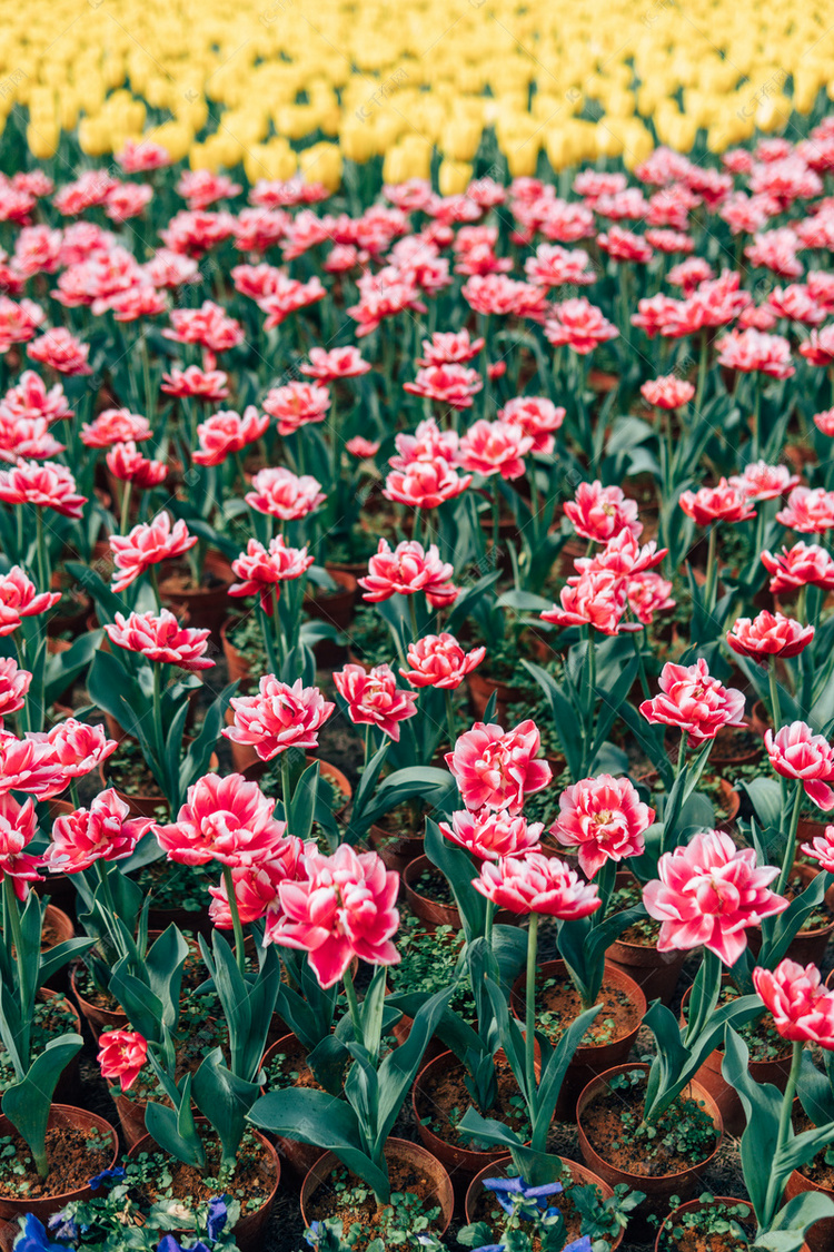 郁金香春季花儿花海盛开绽放摄影图配图