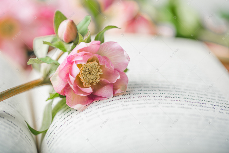 粉色圣诞玫瑰花在书上室内桌面文艺摄影图配图摄影作品2021-03-16发布