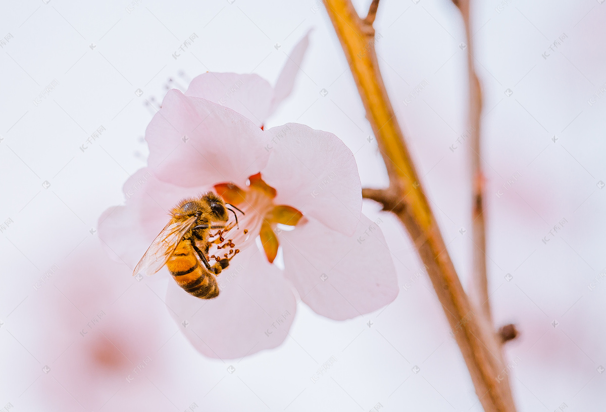 采蜜蜜蜂摄影图高清摄影大图-千库网
