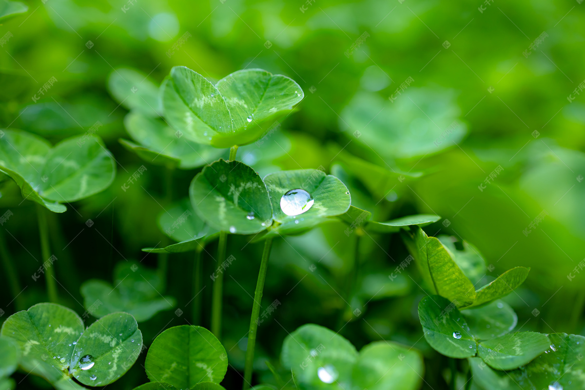 雨天植物小草摄影图高清摄影大图-千库网