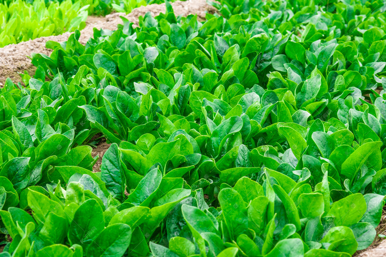 菠菜白天菠菜室外菜地摄影图配图高清摄影大图-千库网