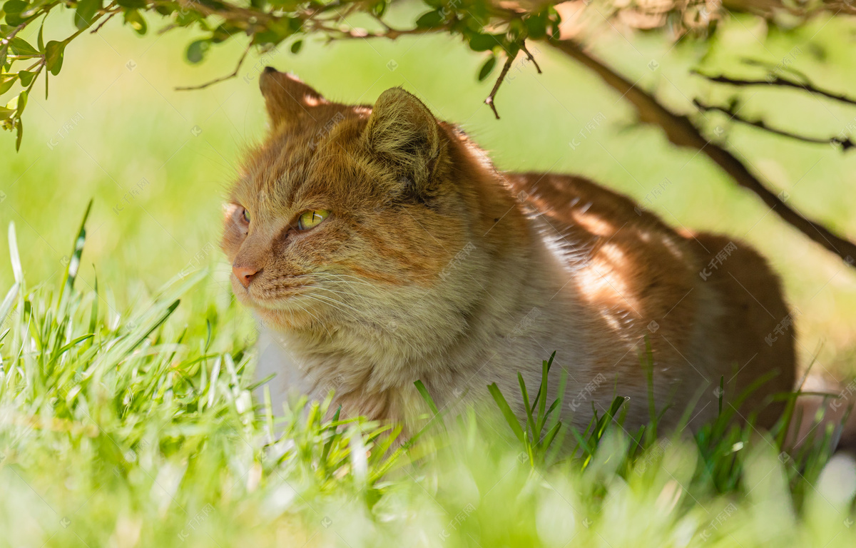 宠物猫夕阳下带领结的小猫草坪上趴着摄影图配图高清摄影大图-千库网