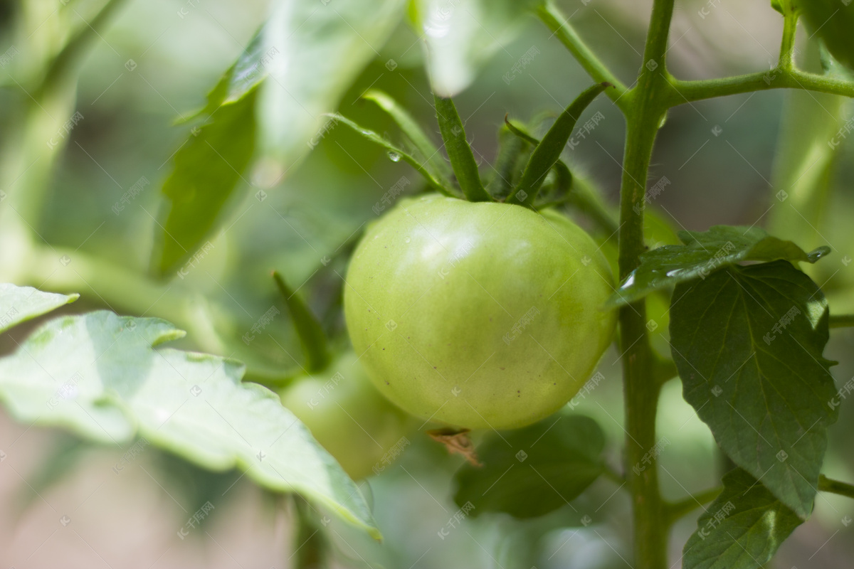 催熟西红柿能吃吗？关于西红柿的安全问题你需要知道这些_食用_泛青_尖头