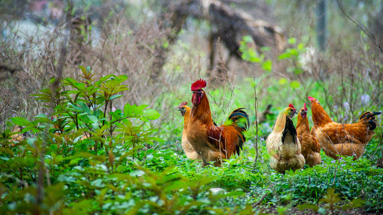 公鸡找虫吃春二月鸡群乡村草丛觅食摄影图配图高清摄影大图-千库网
