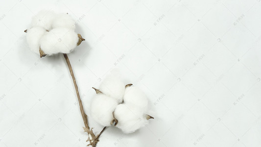 新疆棉花白天棉花朵朵室内静态摄影图配图