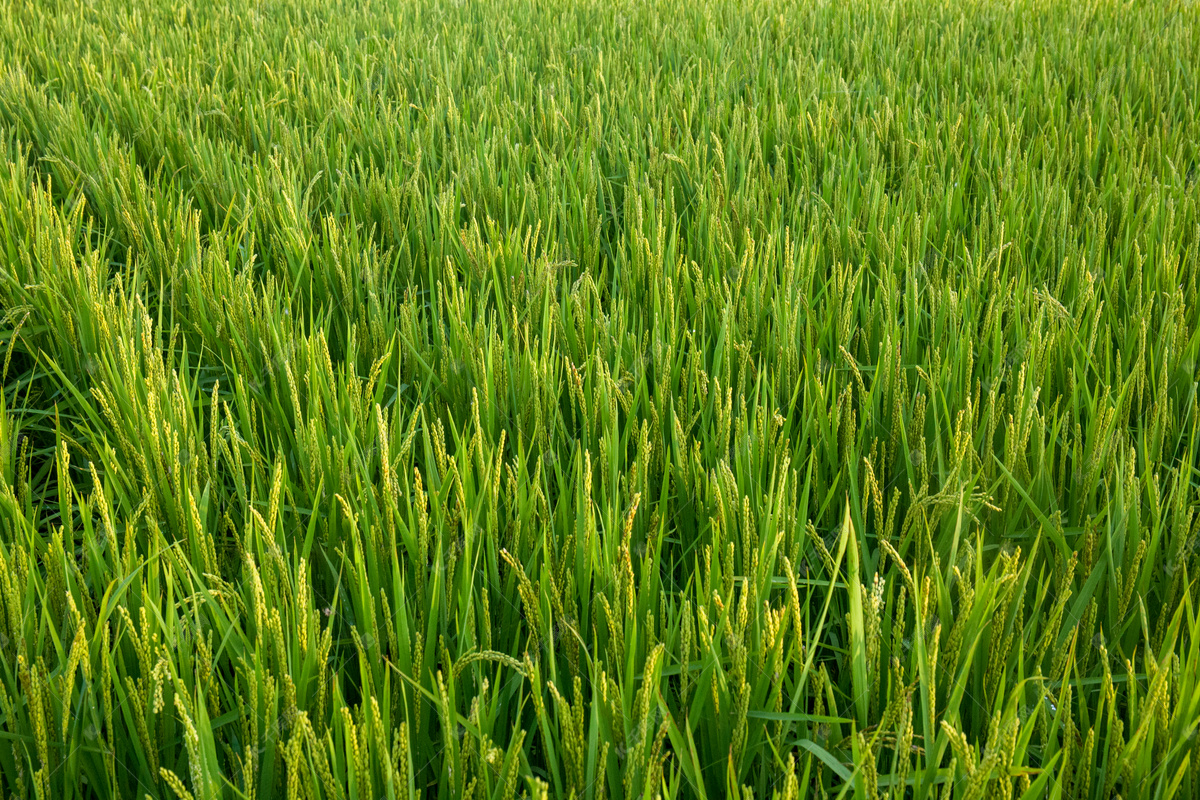 阳光下的水稻|摄影|风光|cxizx - 原创作品 - 站酷 (ZCOOL)