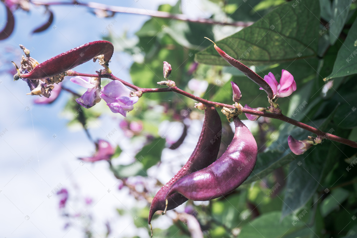 紫扁豆种子早熟豆种冬季春秋芸紫眉豆紫红色四季盆栽豆籽蔬菜种孑-阿里巴巴