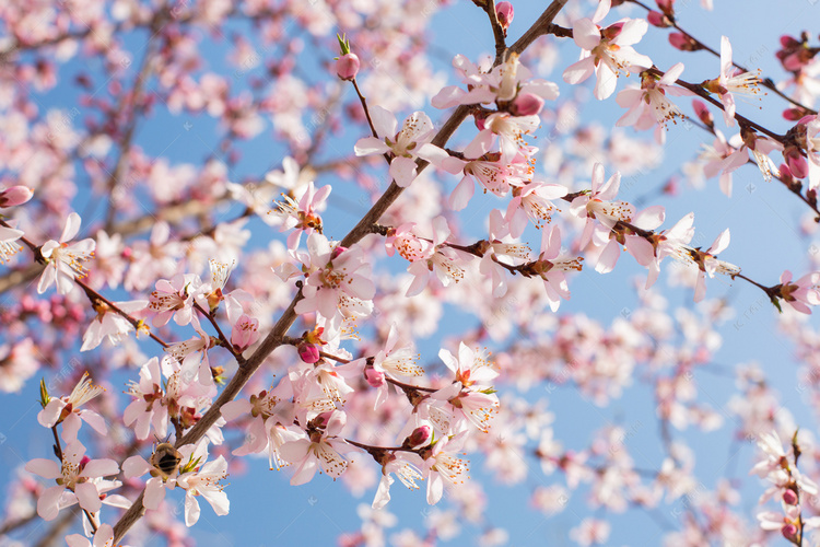 自然风景春季桃花户外绽放摄影图配图