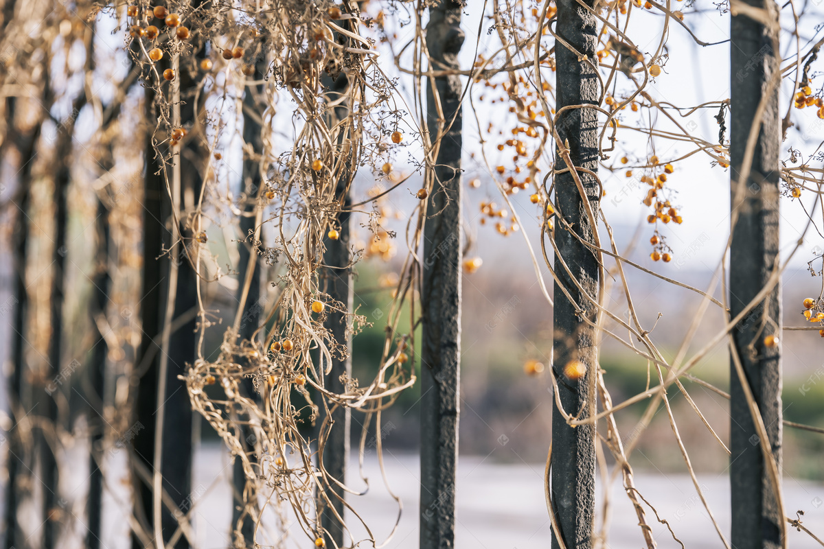 攀附铁栅栏上的藤蔓苦皮藤植物摄影图配图高清摄影大图-千库网