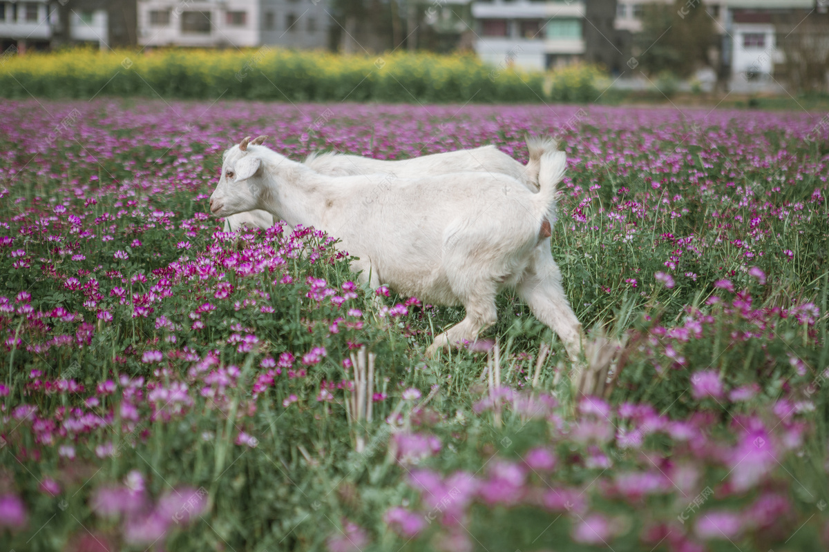 羊群吃草摄影图片-羊群吃草摄影作品-千库网