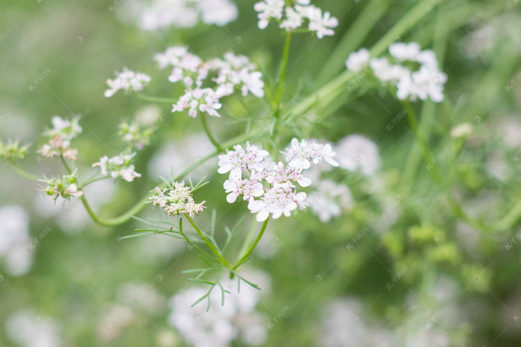 芫荽春天白花自然风景摄影图配图