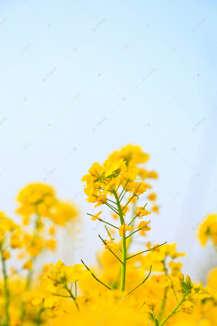 春季白天油菜花花海外景仰拍摄影图配图