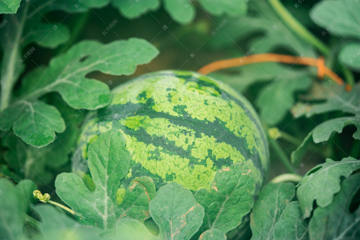 夏天就要吃西瓜🍉呀|摄影|产品摄影|NACYCOCO - 原创作品 - 站酷 (ZCOOL)