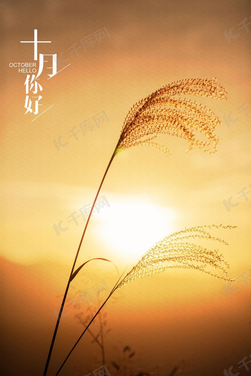 夕阳下的芦苇10月你好背景图片免费下载 海报banner Psd 千库网 图片编号 夕阳下的芦苇10月你好背景图片免费下载 海报banner Psd 千库网 图片编号