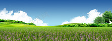 草地紫色野花蓝天白云背景