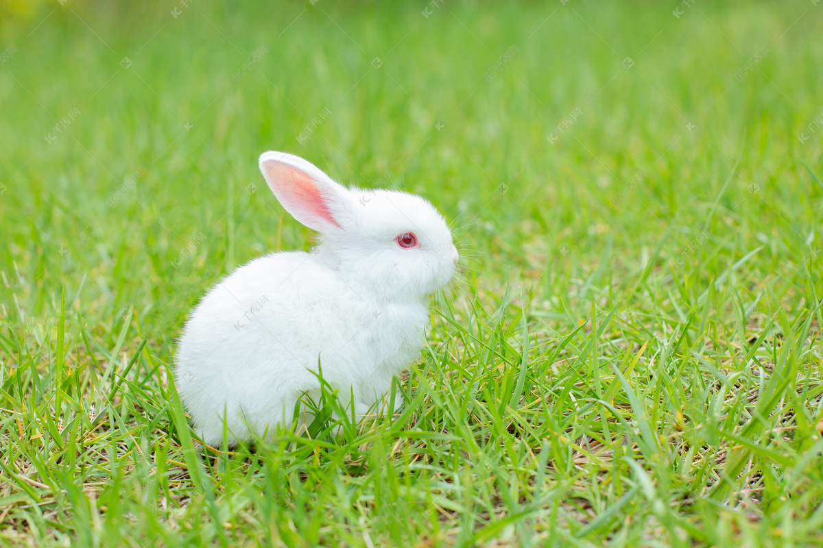草地上可爱的两只小兔子